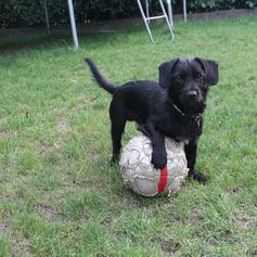 Milou footballeur 2