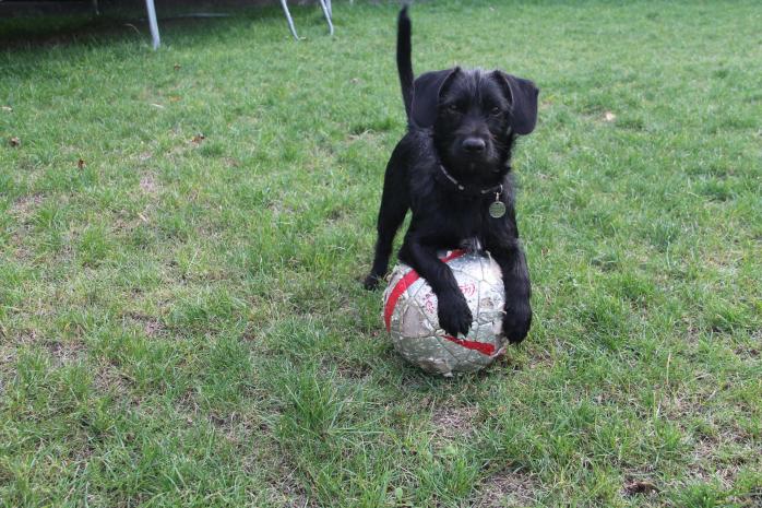 Milou footballeur 3