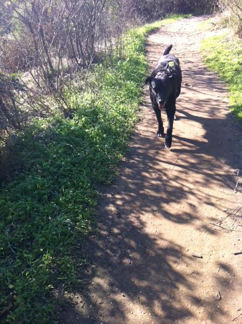 Milou3