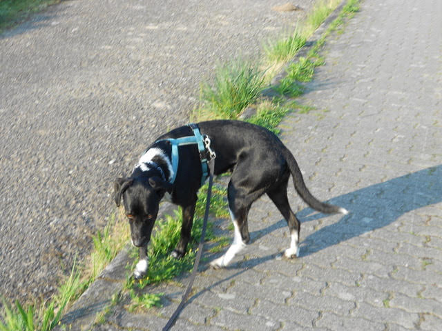 Mirza4