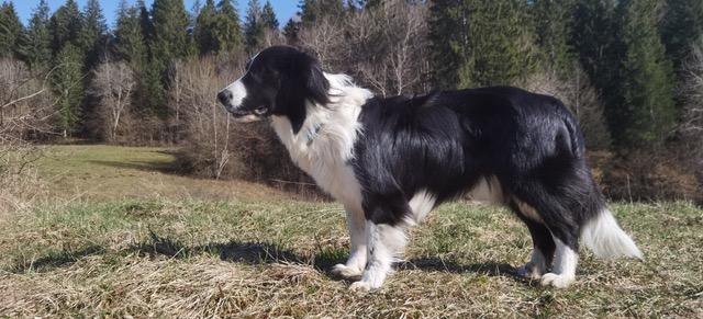 Narko 3
