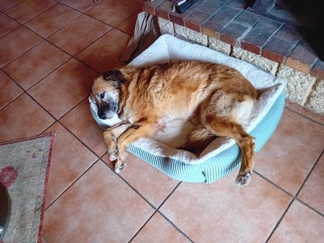 Noisette 1