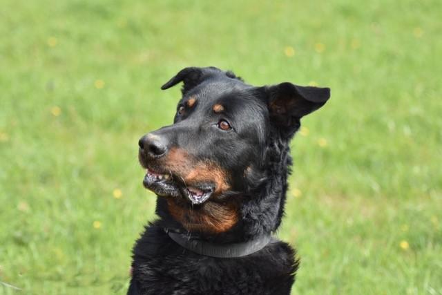 Norbert t3