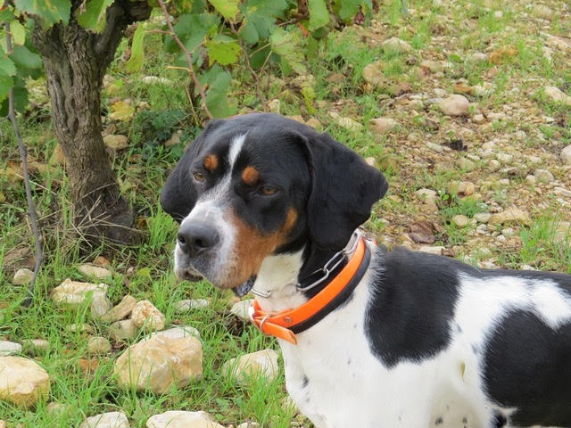 ORSON, dit Noxx mâle braque tricolore 16 mois d' asso SOS Décharge, Corse - Refuge Sans Collier Provence à Gareoult (83) - Deutschland Nox-tete