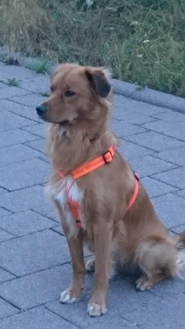 Olli 3