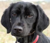 Ondine adopdirect