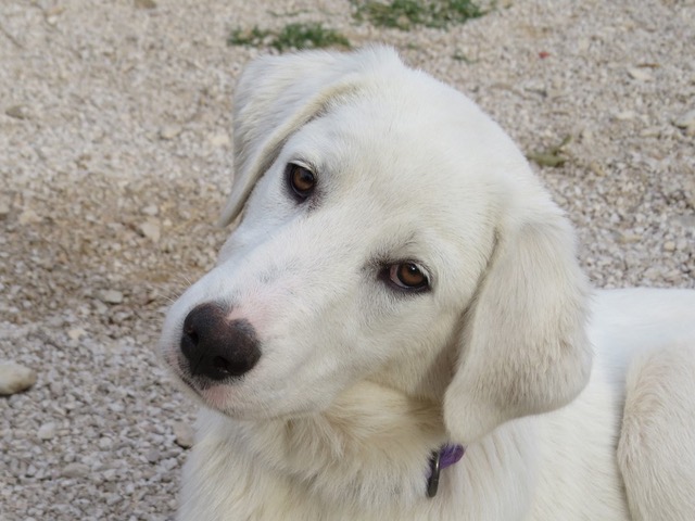 PETRA - x golden retriever 8 mois - Sans Collier Provence à Gareoult (83) Petra-tete
