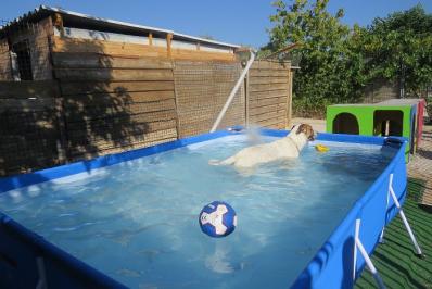 Piscine chronique juillet