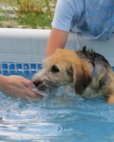 Piscine5