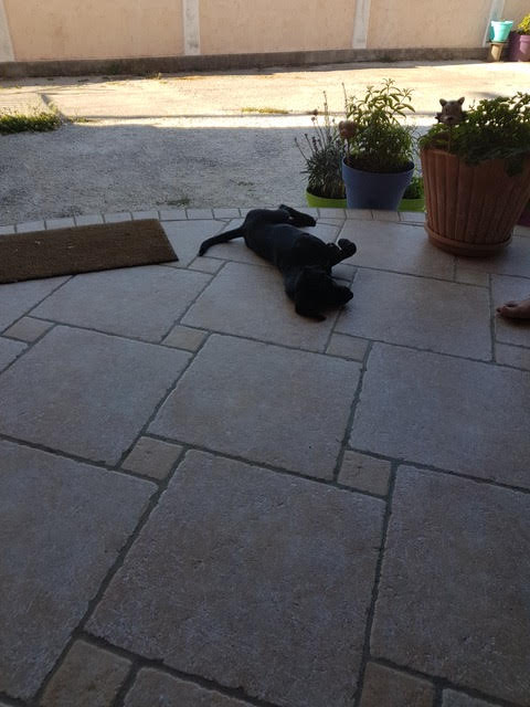 Pistache5