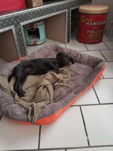 Pistache7
