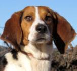 Pongo