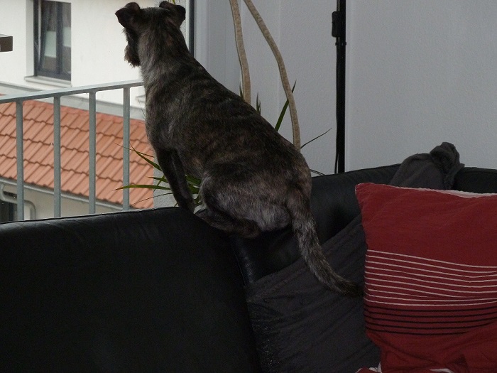 Puce1