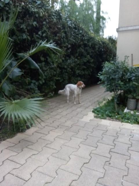 Rosi 1