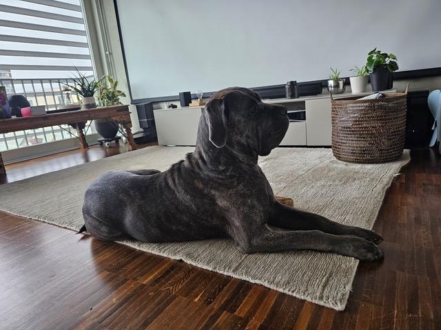Rosie 10