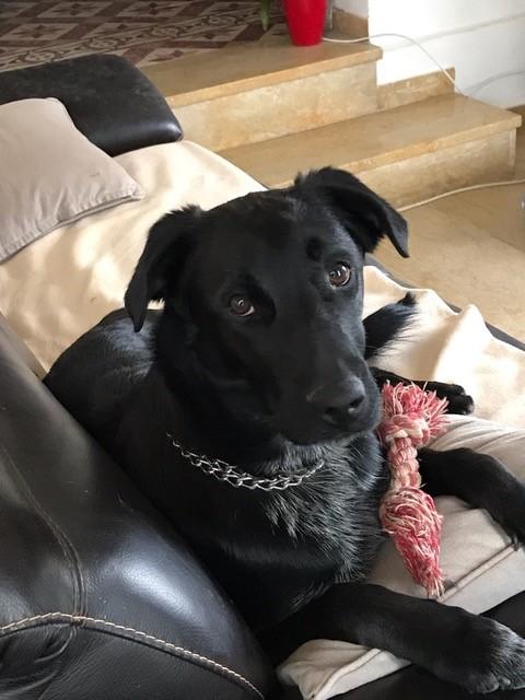 Rosko 1