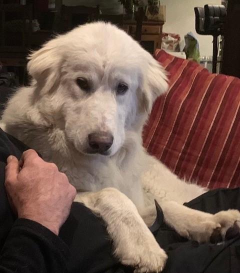 Rufus roxy 3
