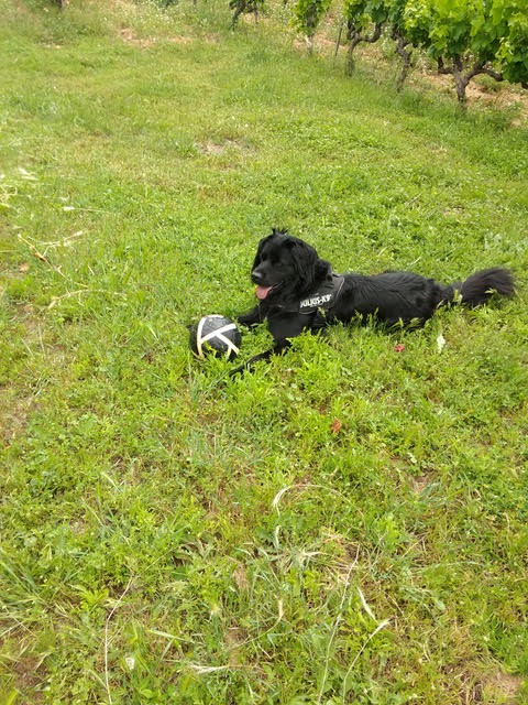 Sacha4