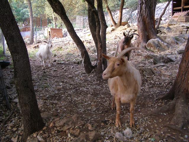 Savane bambi et chouquette biquettes