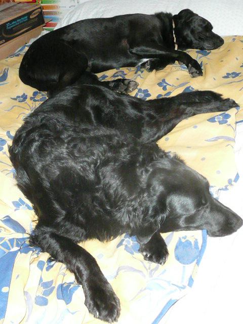 Sieste pour diesel et funky