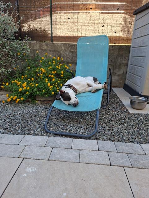 Stella 5