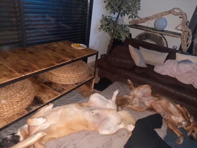 Suki 1