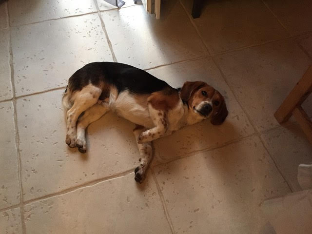 Tasso1