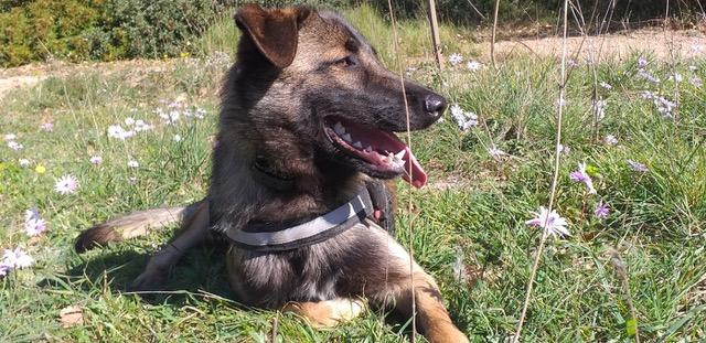 Taz 1