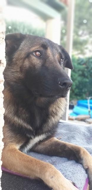 Taz 6