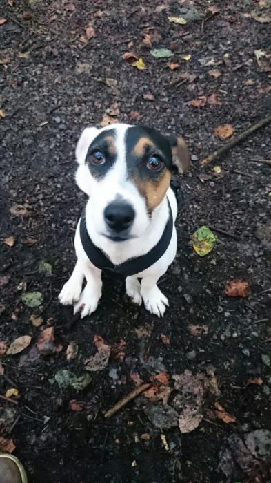 Tilly1