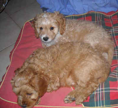 Ucky scampy 01