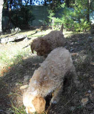 Ucky scampy 02