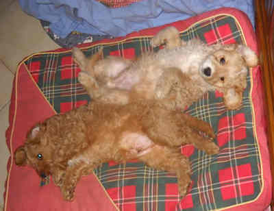 Ucky scampy 03