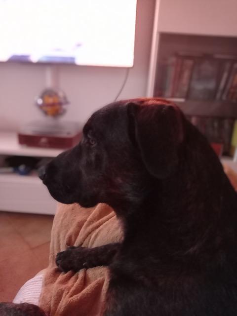 Udo 4