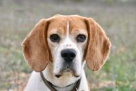 J(VELSHEDA du Pilon des Aures - beagle 8 ans - Sans Collier Provence à Gareoult (83) Velsheda-t1