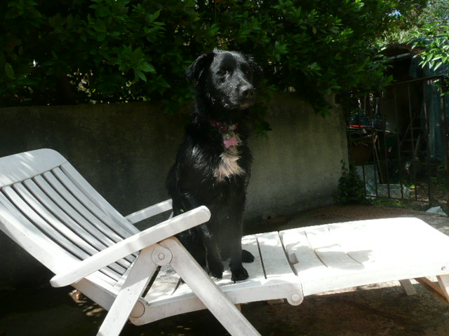 Wookie notre frere